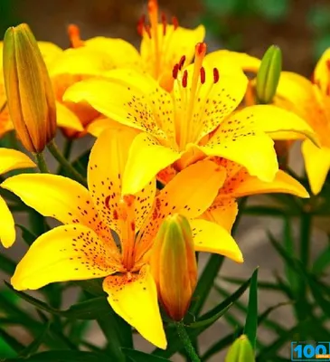 три желтых цветка гибискуса, лилия желтый цветок Hemerocallis fulva, желтые  лилии PNG | Lily painting, Flower drawing, Lily flower