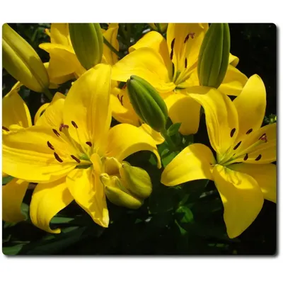 Красивые желтые лилии, свечение, …» — создано в Шедевруме