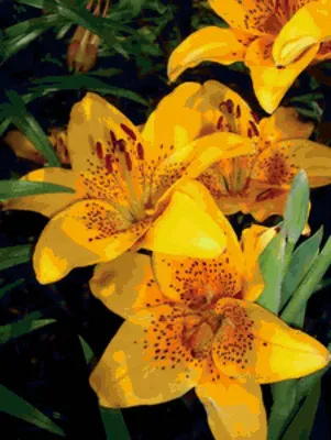 Купить желтые лилии - цветы с доставкой | VIAFLOR