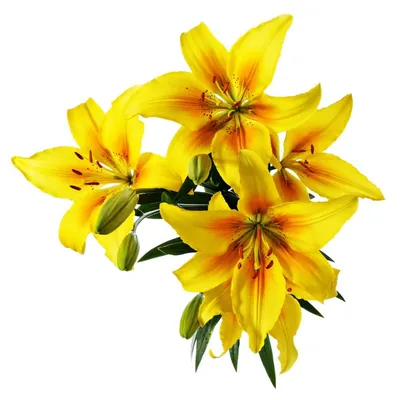 Фотошторы «Яркие желтые лилии » - купить в Москве, цена в Интернет-магазине  Обои 3D