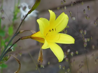 Желтые лилии / в палисаднике