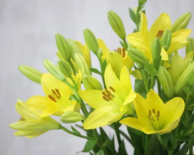 желтая цветущая лилия растущая на растении, картина желтые лилии фон  картинки и Фото для бесплатной загрузки