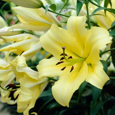 Расцвели желтые лилии в саду, которые просто ослепили своей красотой |  Солнечный ветер | Дзен