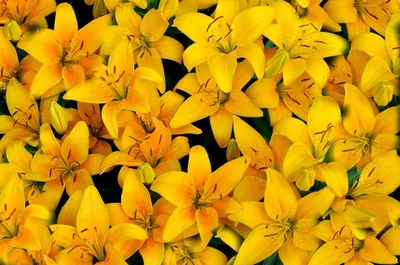 Красивые желтые лилии на Flowerbed Стоковое Изображение - изображение  насчитывающей цветок, глянцевато: 116068355