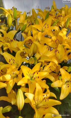Желтые лилии: обои с цветами, картинки, фото 1600x1200
