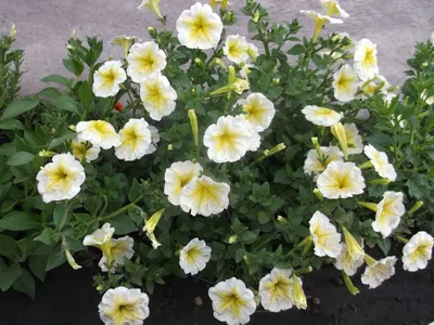 https://nikitovka.com/ru/petunia/1094-petunia-trailing-yellow-star-f1-4823094403849.html