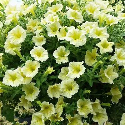 Петуния ампельная крупноцветковая Лавина F1 Желтая звезда Petunia pendula  grandiflora Lavina F1 Yellow star - купить семена цветов с доставкой по  Украине в магазине Добродар