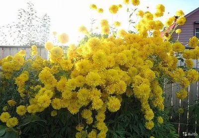 S60119 Петуния кустовая Multiflora Celebrity Yellow 10шт. - купить в Москве  в интернет-магазине