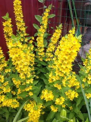 Желтые осенние цветы (58 фото) - 58 фото
