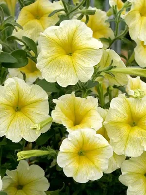 Маленькие желтые полевые цветы (39 фото) - 39 фото