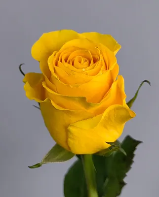 Петуния ампельная крупноцветковая Лавина F1 Желтая звезда Petunia pendula  grandiflora Lavina F1 Yellow star - купить семена цветов с доставкой по  Украине в магазине Добродар
