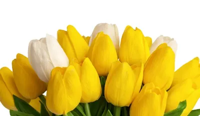 Первые желтые цветы в саду» Стоковое Изображение - изображение  насчитывающей расцвет, сирень: 196820609
