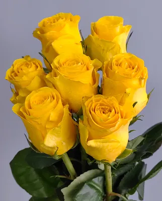 Желтые цветы - фотообои на заказ. Закажи обои Желтые цветы артикул: 60664