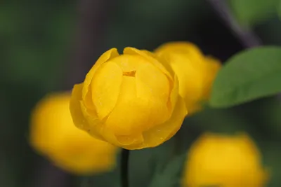 Желтые осенние цветы многолетники - 59 фото