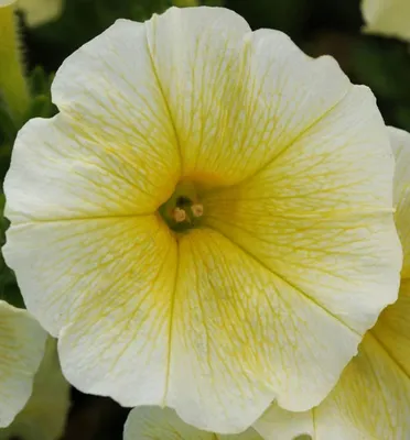 Желтые цветы Эрец-Исраэль