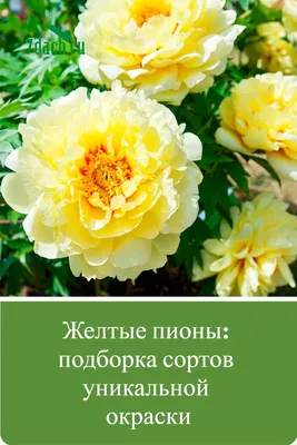 Пион желтый 79 см цветок искусственный (9-636 желт) - купить по оптовым  ценам