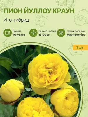 Желтые пионы: подборка сортов уникальной окраски | Жёлтые пионы, Пионы,  Садовые растения
