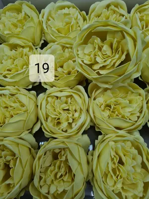 Желтые пионы Blossoming в саде Стоковое Изображение - изображение  насчитывающей цветасто, роса: 101906407