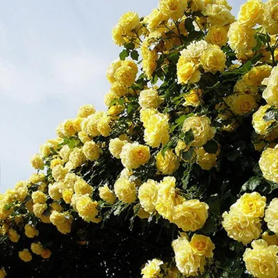 роза, розы, плетистые розы, плетистая роза, римоза желтая - Экзотик Флора