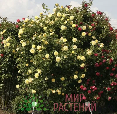 🌱 Роза плетистая (2 прививки) Амадеус + Ютерсен Клостеррозе по цене от  3570 руб: крупномеры, саженцы - купить в Москве с доставкой -  интернет-магазин Все Сорта