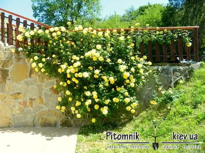 Сорта плетистой розы в горшках купить в Краснодаре |