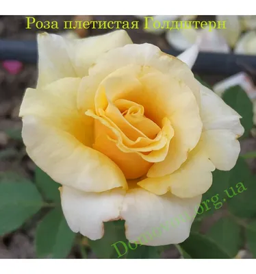 Роза плетистая Казино (Casino) | продажа саженцев