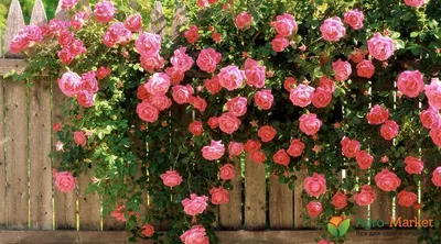 Заросли диких rose возле старинной …» — создано в Шедевруме