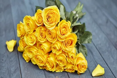 Желтые розы фото