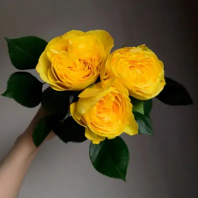 Желтые розы | доставка и самовывоз | купить недорого | высокое качество