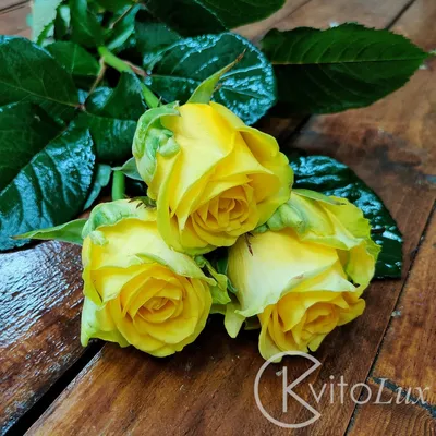 Купить Желтые розы в Минске с доставкой