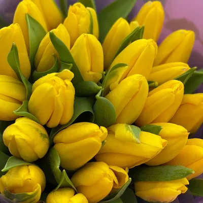 Букет из 25 желтых тюльпанов | купить недорого | доставка по Москве и  области