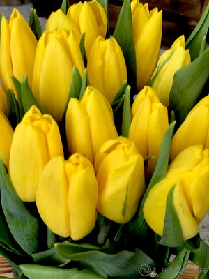 Букет желто-фиолетовые тюльпаны - купить с доставкой в Кирове / Мир цветов