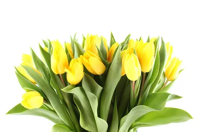 Фотографии Желтый тюльпан цветок Белый фон