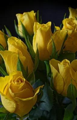 101 красный и желтый тюльпан купить в Краснодаре с доставкой