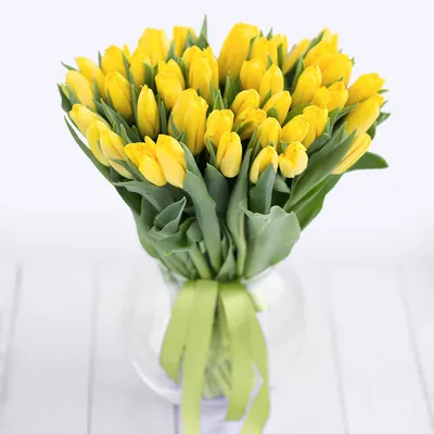 Желтые тюльпаны фото фотографии