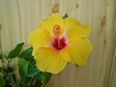 Гибискус дома: Желтый гибискус | Hibiscus flowers, Hibiscus, Yellow hibiscus