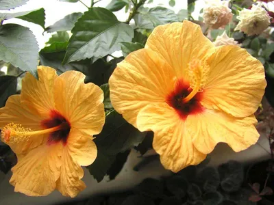 Yellow Hibiscus