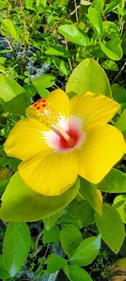 Yellow Hibiscus Tree for Sale | Braided or Standard