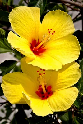 7 Reasons Why Your Hibiscus Leaves Are Turning Yellow