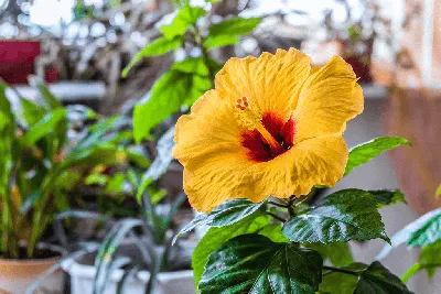 Hawaiian Exotic Yellow Hibiscus Flower Live Plant Rooted 5 to 7inches Live  Starter Plant - Etsy