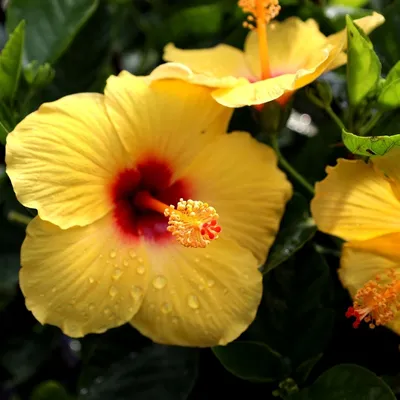 Hibiscus Fort Myers Yellow Bush (h.rosa-sinensis) – Urban Tropicals