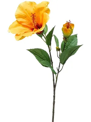 Buy Yellow Hibiscus Online | Garden Goods Direct