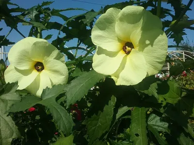 Hibiscus Yellow 'Tequila' – Starter Plant