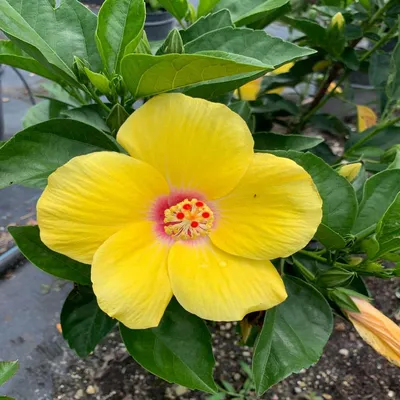 File:A yellow Hibiscus flower.jpg - Wikimedia Commons