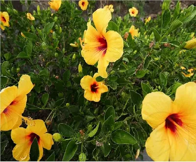OnlinePlantCenter 3 Gal. Yellow Tropical Hibiscus with Yellow Flowers  HIB0731G3 - The Home Depot