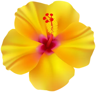 Hawaiian Live Yellow Hibiscus plant Shrub Cutting 4 Packs - Walmart.com