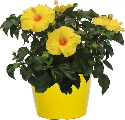 Hibiscus rosa-sinensis 'Sunset Yellow', Hibiscus Sunset Yellow in  GardenTags plant encyclopedia