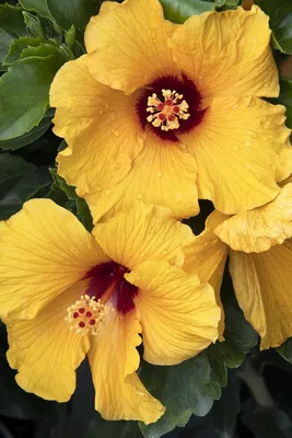 Yellow Tropical Hibiscus Trees for Sale | FastGrowingTrees.com
