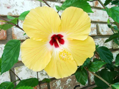 Yoder Yellow Hibiscus Bush | Tropical Plants