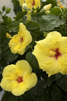 Yellow hibiscus flower plant hi-res stock photography and images - Alamy